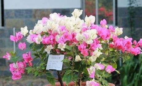  扦插繁殖：三角梅不开花?黑塑料袋一套,1个月后花苞开满头!