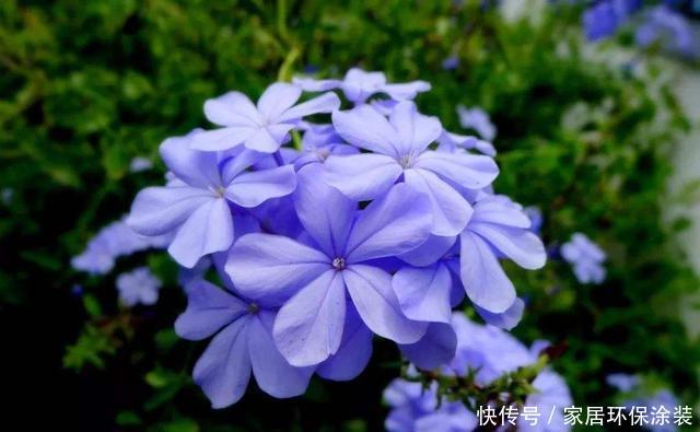 「韵味」3种花适合家养,四季开花爆盆简单,开花韵味十足,家里养出花园