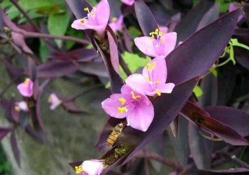  #草花#盆栽、地栽、水培都容易活，紫竹梅不愧为最好养的草花