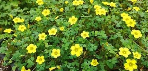 #韵味#养花不用买,4种野草做成盆栽,既美观又具自然韵味