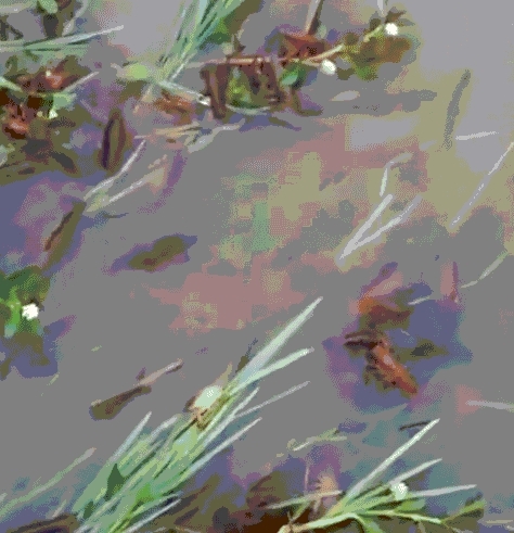 小伙早起给树苗浇水，渠道边看见红色一片，走近一看不淡定了