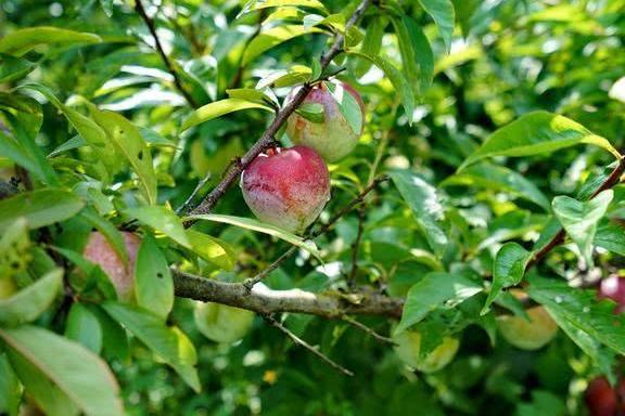 韶关游遇发愁果农:只因早熟几天,又大又甜的奈