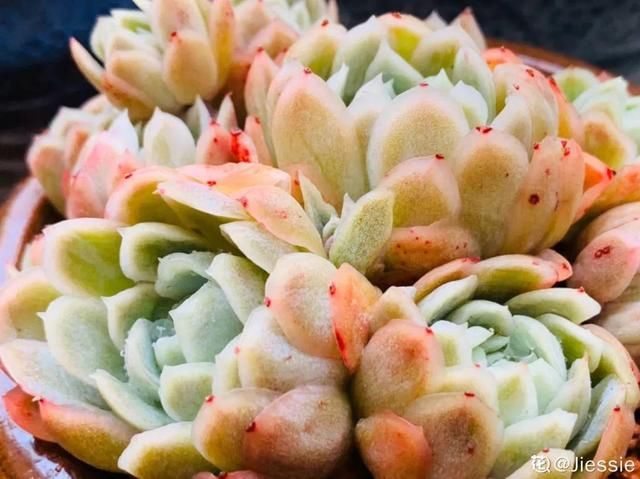 放在光照好的地方多■20种花,春天最爱疯长,爬满墙、爆开花,疯狂刹不住闸!