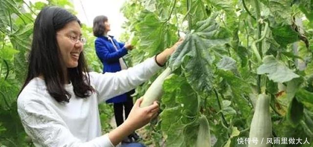 农民在地里种它，亩赚5万元，估计不少人还以为是黄瓜