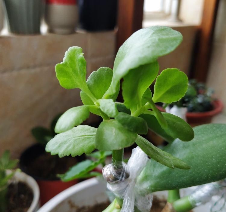  [温度]这花远看像长寿，近看像玉树，还能开出5色花，真神奇