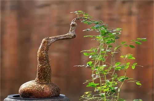  [植物]史上“最萌植物”的变态版来袭！