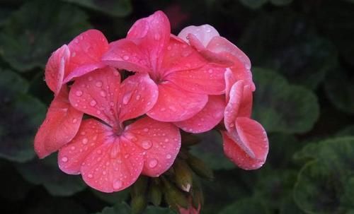 【驱蚊】3种花堪比“香水”,开花漂亮养护简单,驱蚊赶虫很实用,真漂亮