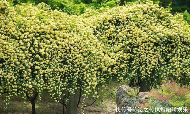 『诗画』院里种棵“它”,千万朵花爬满墙,花开100天,美如诗画