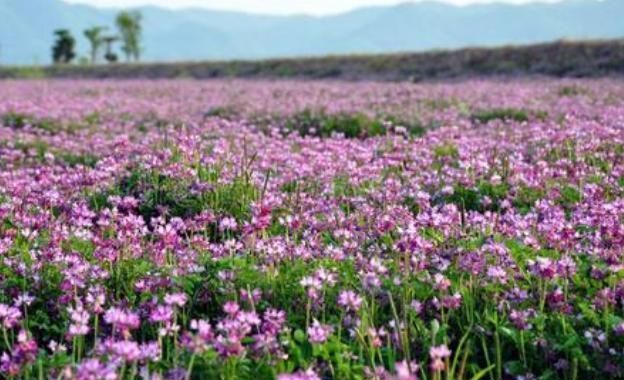  「收割」亩产4万斤，种1次连续收割5年，1年能割5茬，农民：经济效益如何