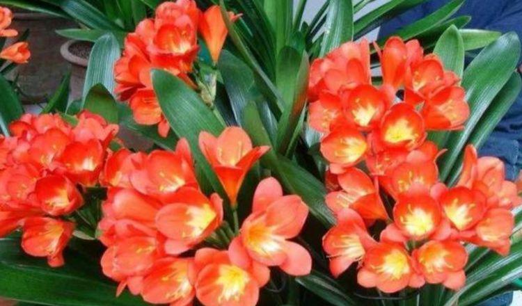  『别致』养花试试这几款，花开繁盛花香怡人，别致仙气，娇艳多姿