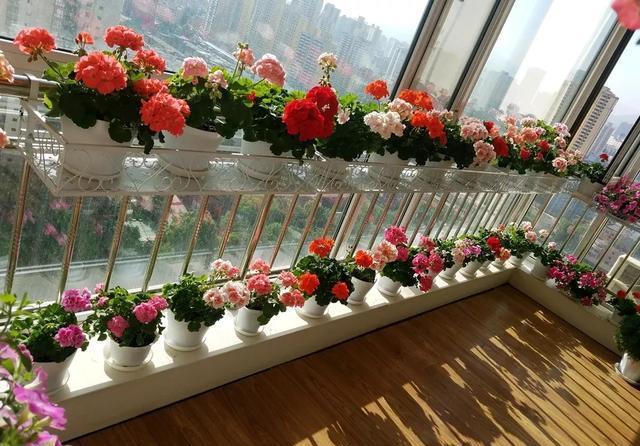 植物@好养还容易爆花的植物,除了长寿花,还有天竺葵,哪个更美