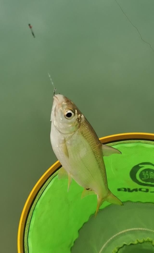  【失误】一个大的失误，造成鱼杆失踪！含泪警告钓友