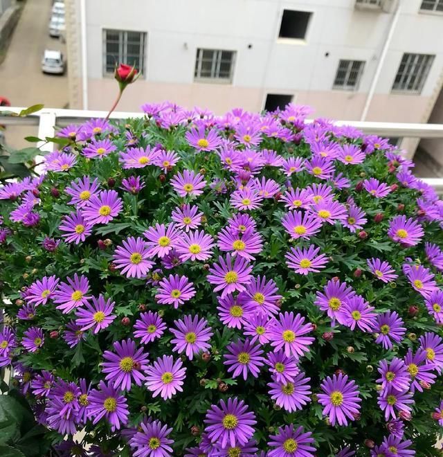  『大片』最爱爆盆的“野菊花”，养在盆里一大片，开花小巧却是整片花海