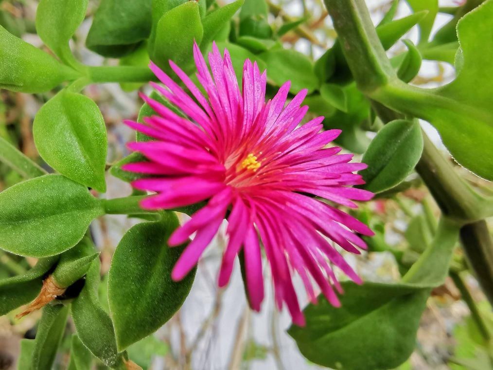  生机|牡丹吊兰的一碰就掉，做好这几点，让其重新恢复生机！