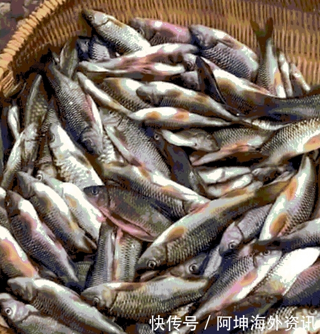 曾经20年前最下饭的鱼, 农村河沟遍地都是, 现在却很多人都吃不起