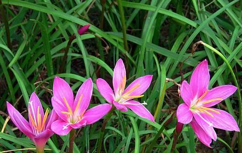  #常漂亮#这是我见过最漂亮的十种种球花，花期长、花色艳，真漂亮