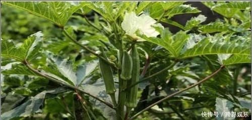  【幼苗】阳台也能种秋葵，别人一年四季吃秋葵，你还去超市买？