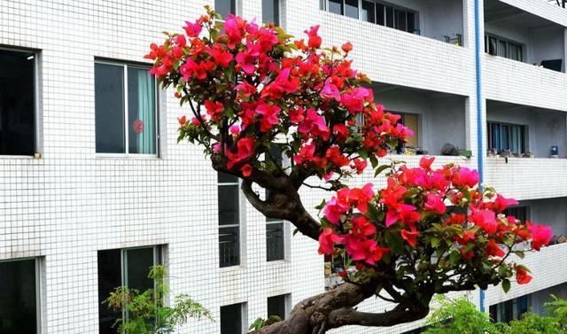 「适合」这3种“植物”,一个月不浇水,反而蹭蹭长,最适合懒人养花!