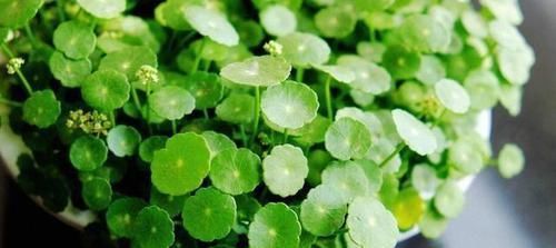  【不好】新手怎么掌握花卉浇水的度？掌握不好就少浇水