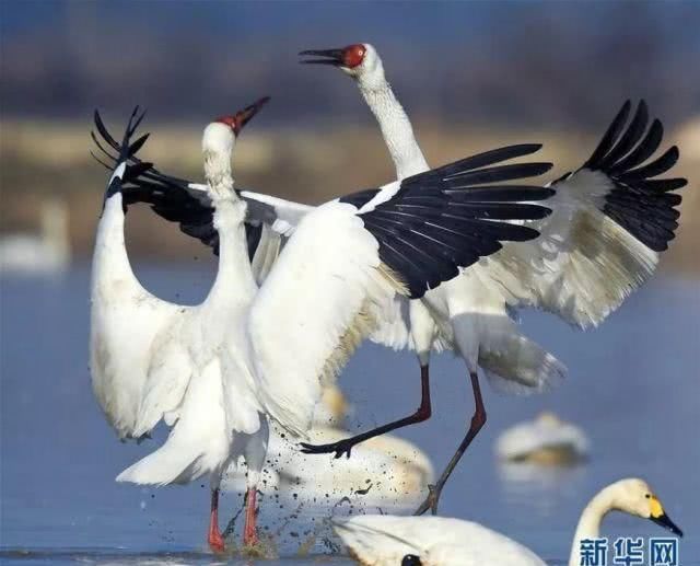  「竟是」江西的省鸟、省花、省树是什么？原来竟是它们……