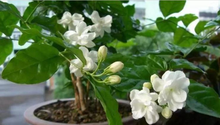  漂亮|3种花“快入盆”，一插就活，1盆轻松变10盆，开满阳台，超漂亮！