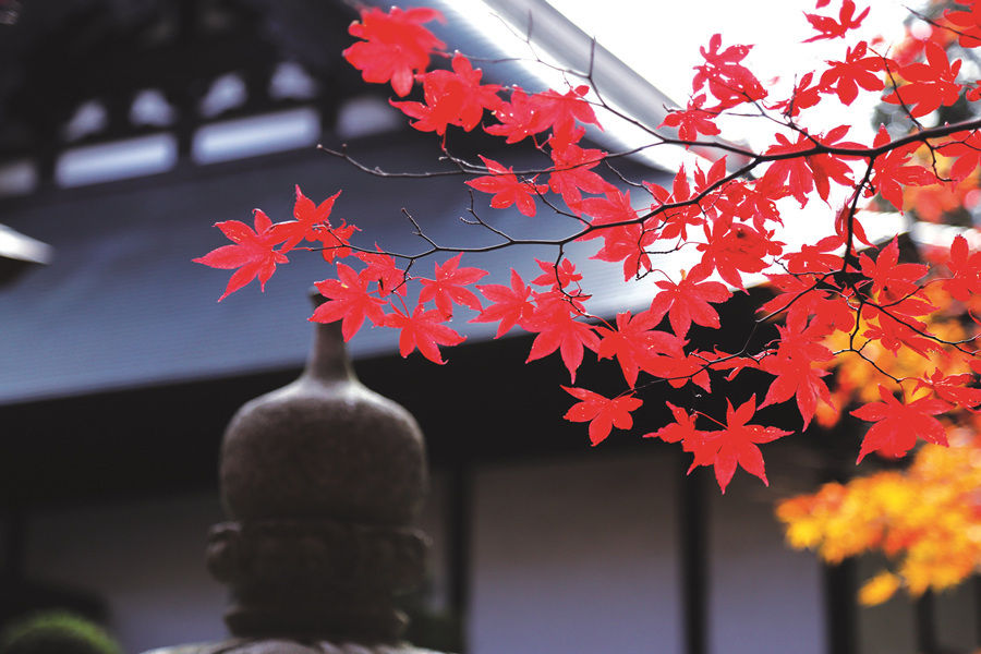 日本秋色 红叶正当时