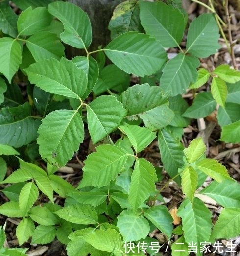  #列为#喜树被列为第一批国家重点保护野生植物，头状花序近球形