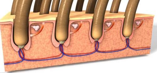 把脸上堵着毛孔的皮脂螨排出来,黑头痘痘就好了大半,不看不知道