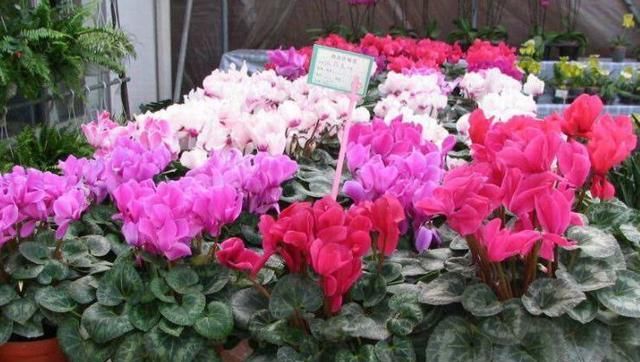  #浇死#“此3种花”养不好，其实都是浇水浇死的，你有中招吗？