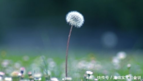 长得像蒲公英的一种野菜，只吃叶子不拔根，很多人都不知情而已