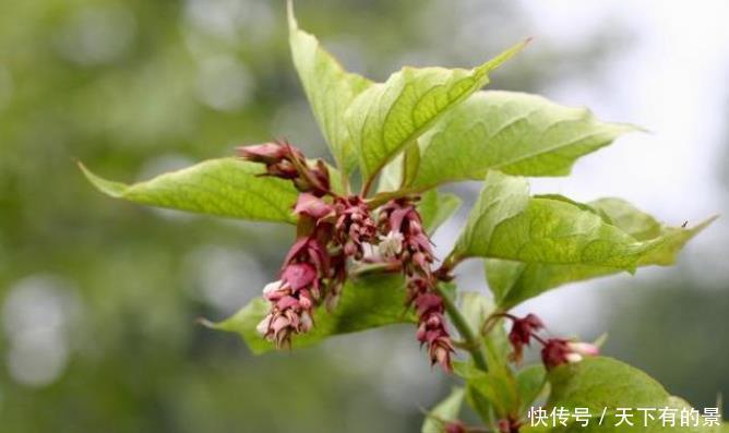 『红色』这三种花的虽然名字吓人,但花一开,各个都是小可爱,你见过哪种