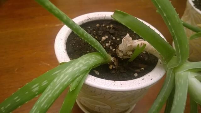  『叶子低垂最常见』盆栽的芦荟叶子低垂下来，很有可能是这几种原因