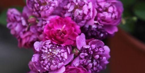 『花团锦簇』庭院养花就选“精品玫瑰”甜蜜马车,花团锦簇,香气甜润!
