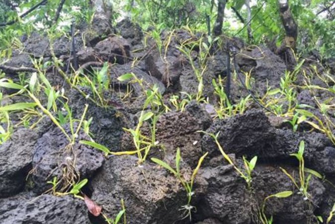 镜头下:海南有个神奇的“石斛村”,火山石头上长满了“钱”!