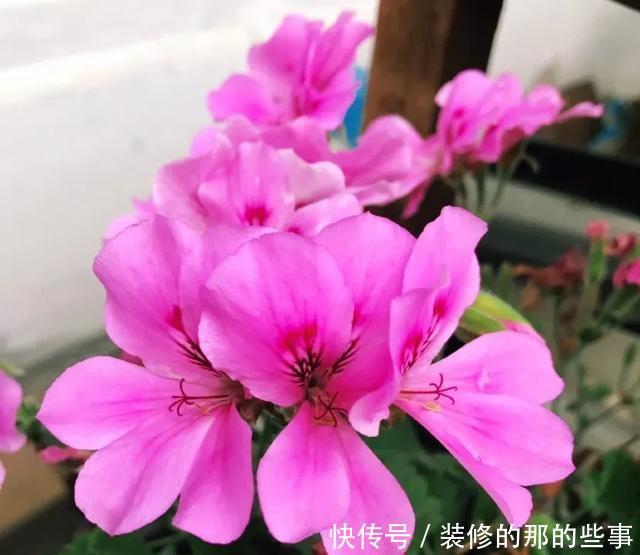 扦插|天竺葵扦插难、成活率低?注意这几点,生根快开花又大又艳