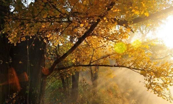 最适合发呆、晒太阳、撸猫的日子，大约在冬季