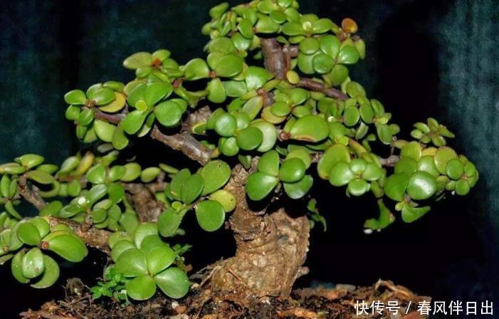  『虎皮兰』金钱树、富贵竹都不如这“4种花”，随便养一盆，添财又添福！