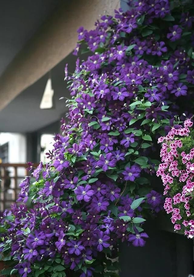  『植物』太美了！这些爬藤植物，一棵就能爬满窗户和墙，邻居看了都羡慕！