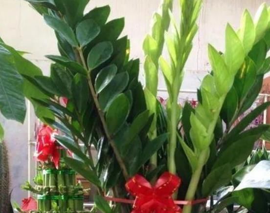  漂亮|超漂亮的3种花，沾土就能活，开花就爆盆，不易生病好养护