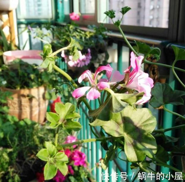  适合|封闭阳台通风差，不适合养花？错！注意这5点秒变花园！