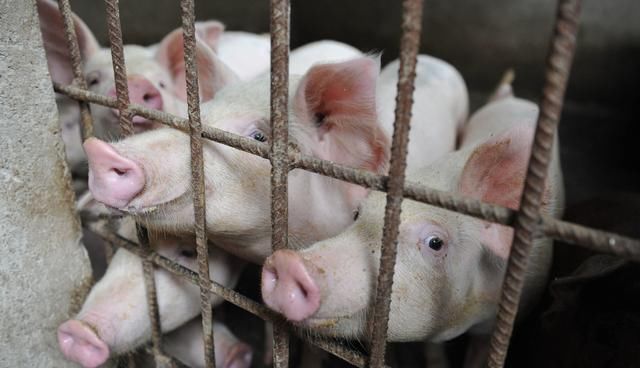 下半年，猪肉和鸡蛋都大幅涨价，对人们生活影响有多大？