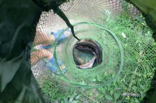  「钓到」白龙江里钓“白鱼”能钓到两斤多的就算万幸了