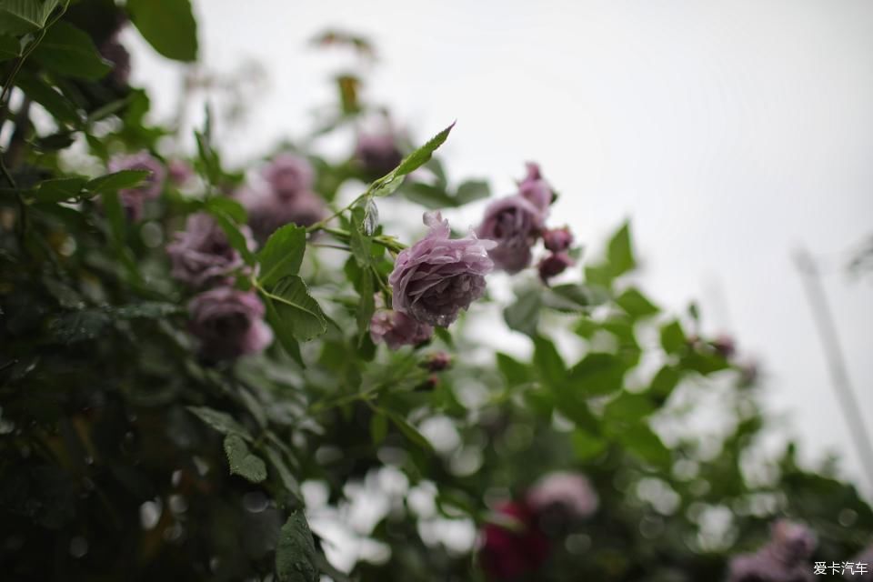 「终于」终于等到花开满墙