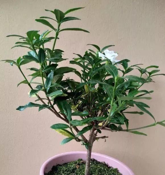  [栀子花]栀子、茉莉老黄叶，不缺肥不缺水，就是缺“醋”，浇点酸水长得旺