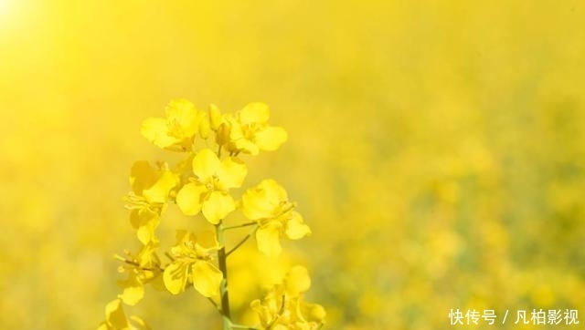  『仙子茜茜』理想春季穿搭，明黄色的裙子怎么搭好看？这样穿青春靓丽太明媚