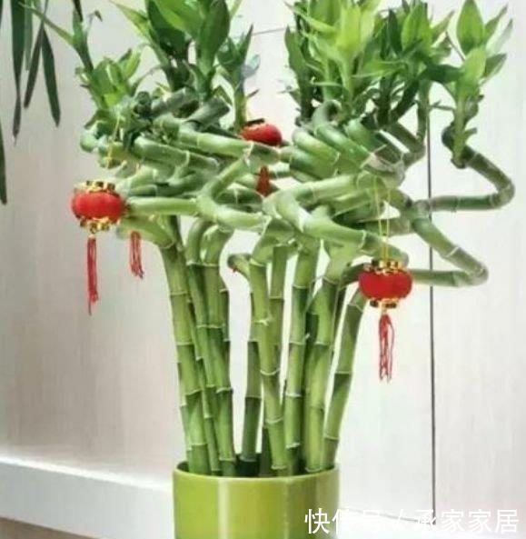  『快快』家养这些植物，阳台开出花海，一年四季可开花，快快养起来！