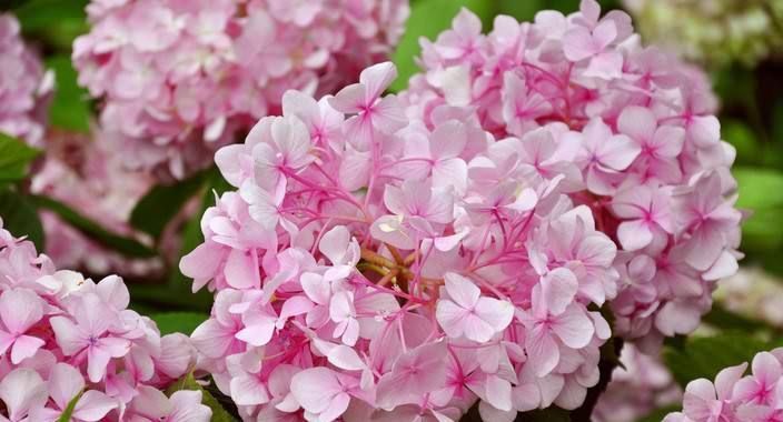 #花盆#花朵硕大的八仙花怎么养?“4个要点”掌握好,轻松养出好