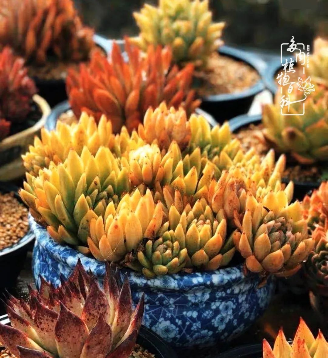  『植物』八种号称“养不死”的多肉,你养了几种?