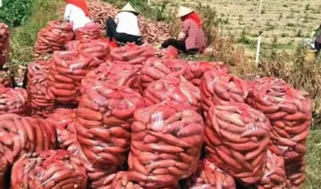  情况：往年高价不愁卖，如今70万斤遇滞销，是什么情况？