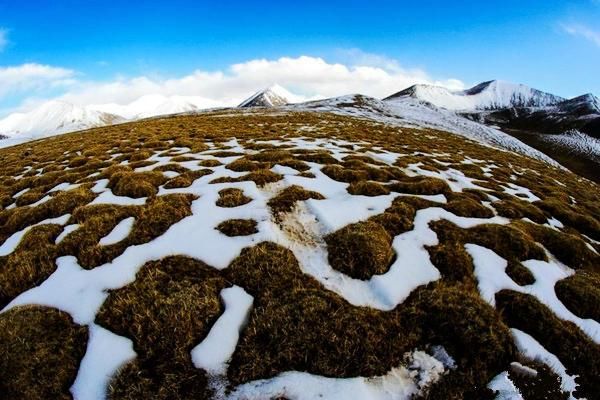 可可西里无人区  盐湖沙漠雅丹雪山湖泊草原原始风貌生机盎然